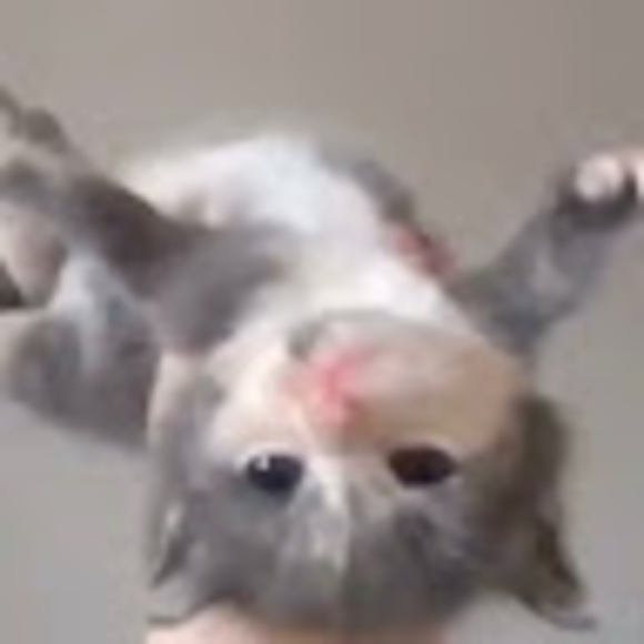 wittykitty29